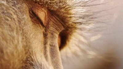 史上豆瓣最高分:9.8分神作回归!