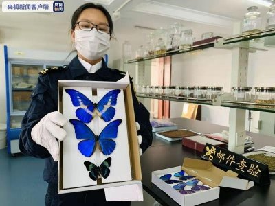 江苏金陵海关截获世界珍稀品种“光明女神闪蝶”等标本
